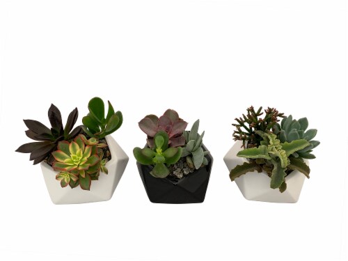 Succulents in Geometric Planter - Black/White Perspective: front