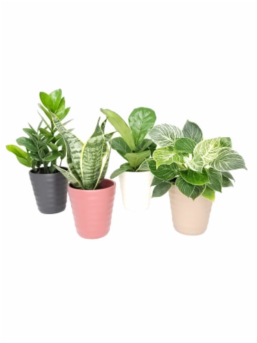 Select House Plants Perspective: front