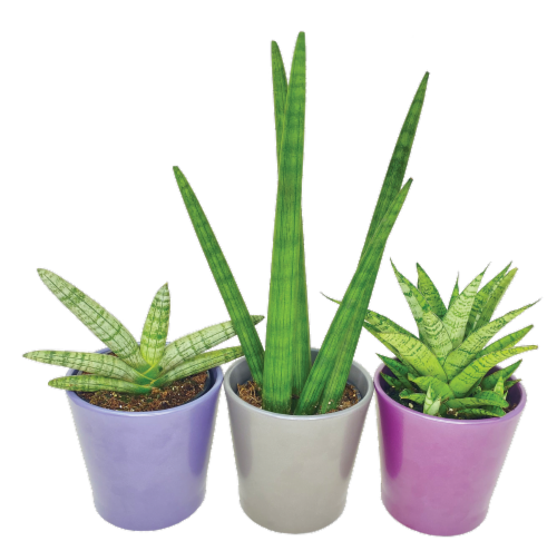 Select Sansevieria Plant Perspective: front