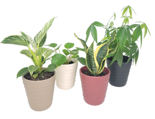 Exclusive Houseplant Perspective: front