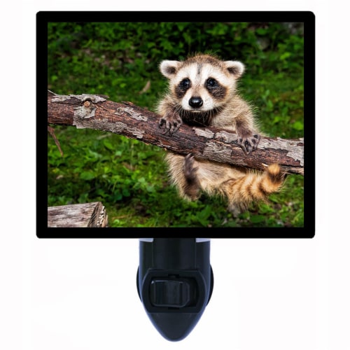 Raccoon night light cheap
