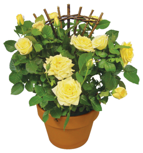Mini Rose Plant Perspective: front