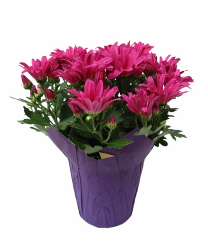 Mums - Pink Perspective: front