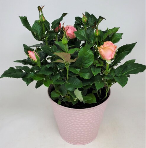 Mini Potted Roses Perspective: front
