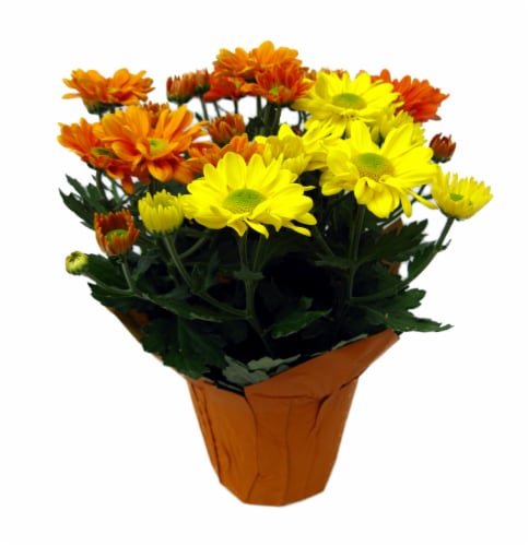 Tri Color Mums In 6 Inch Pot Perspective: front
