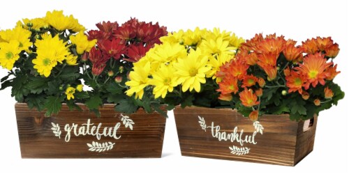 Aldershot Greenhouses Potted Trug Mums - Assorted Perspective: front