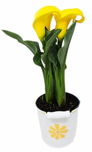 Calla Lily Tinas Perspective: front