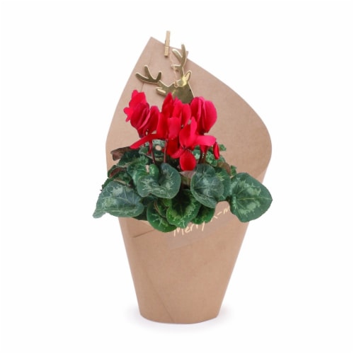 Aldershot Greenhouses Cyclamen Holiday Versa Potted Plant Perspective: front