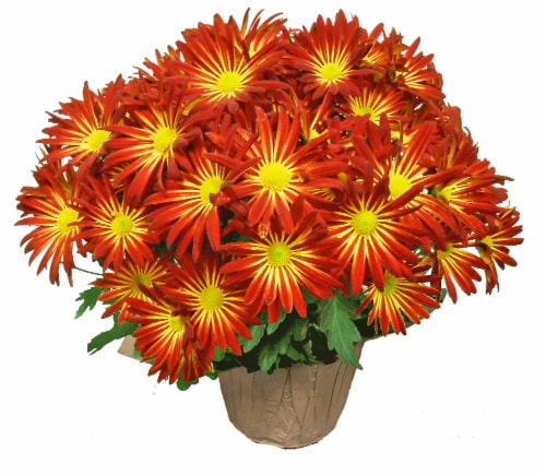 Point Pelee Mums Perspective: front