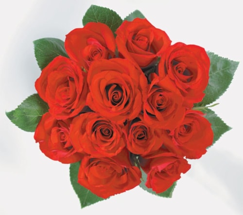 Dozen Roses Bouquet Perspective: front