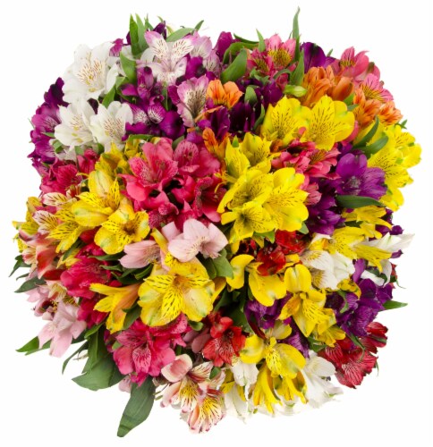 Rainbow Alstroemeria Perspective: front