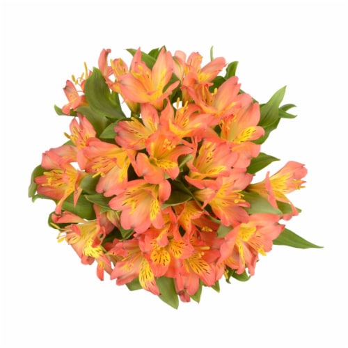 Alstromeria Perspective: front