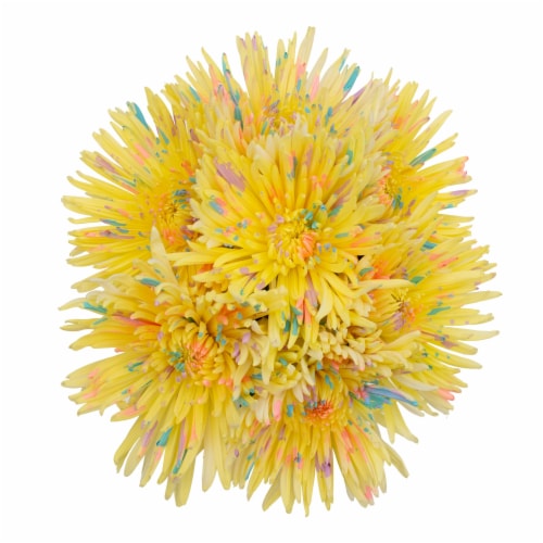 Galleria Farms Eday Spider Mum Bunch Perspective: front