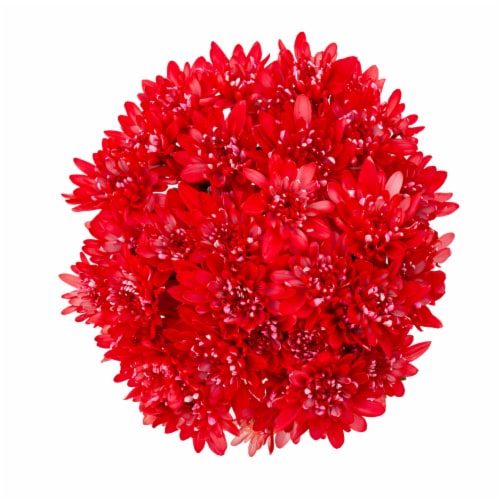 Mother's Day Cupcake Poms Fresh Flower Bouquet Perspective: front