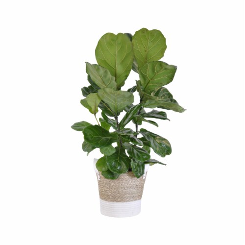 Potted Ficus Lyrata Beige and White Wicker Basket Perspective: front