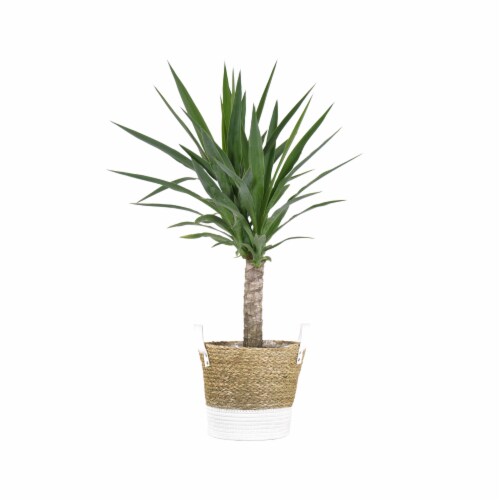 Potted Yucca in Beige and White Wicker Basket Perspective: front