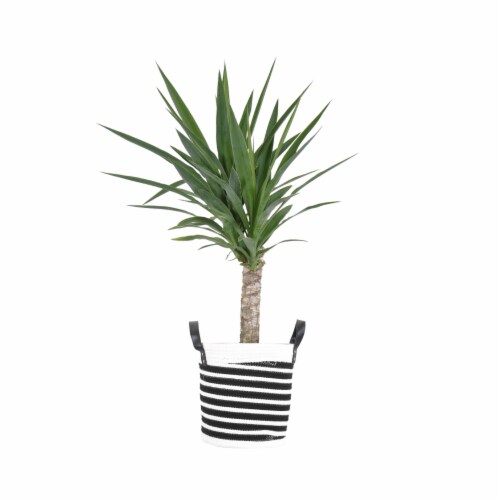 Potted Yucca in Black and White Rope Basket Perspective: front