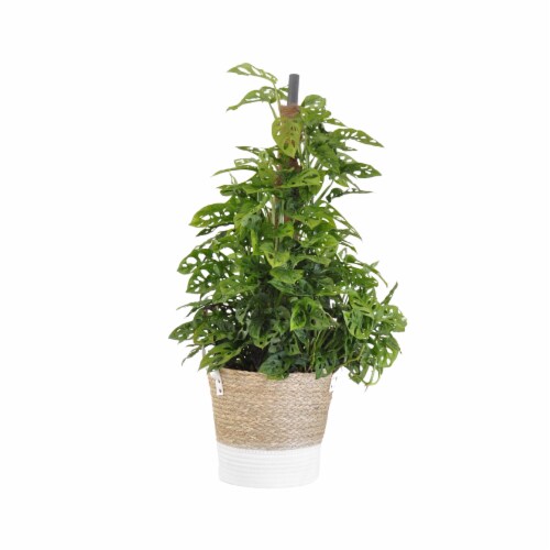 Potted Monstera Adansonii in Beige and White Wicker Basket Perspective: front