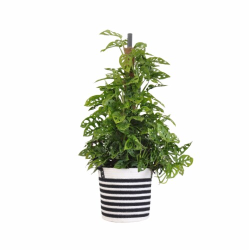 Potted Monstera Adansonii in Black and White Rope Basket Perspective: front