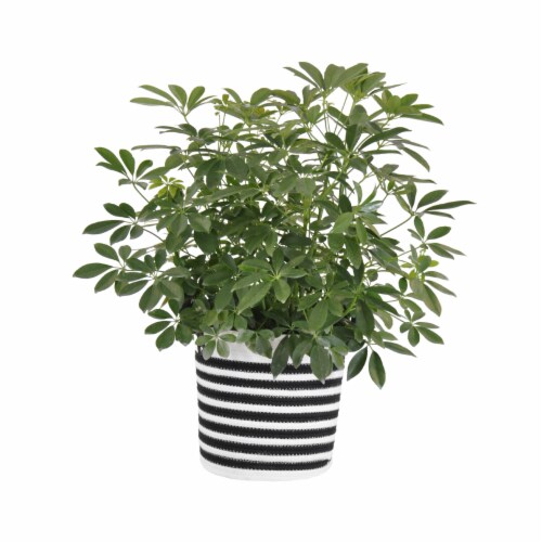 Potted Schefflera Arboricola in Black and White Rope Basket Perspective: front