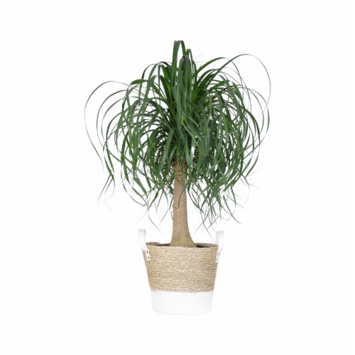 Potted Ponytail Palm in Beige and White Wicker Basket Perspective: front