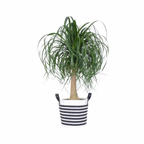 Potted Ponytail Palm in Black and White Rope Basket Perspective: front