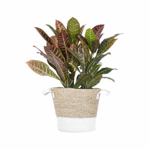 Potted Croton Petra in Beige and White Wicker Basket Perspective: front