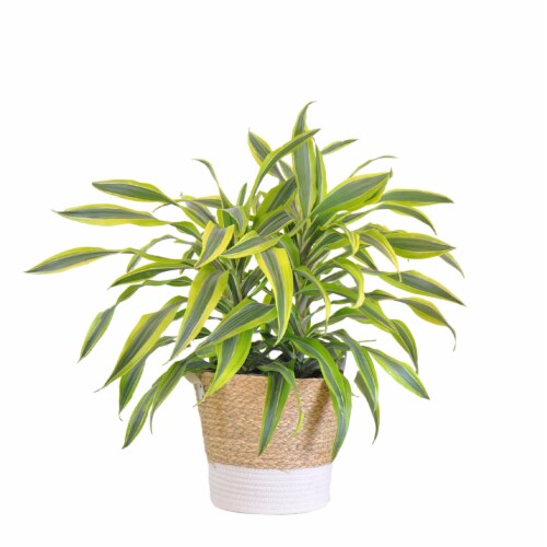 Potted Lemon Lime in Beige and White Wicker Basket Perspective: front
