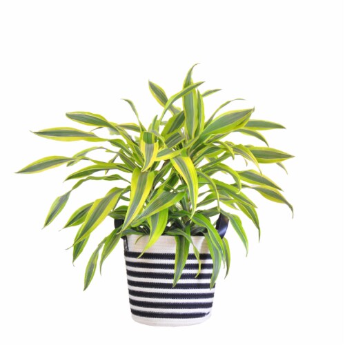 Potted Lemon Lime in Black and White Rope Basket Perspective: front