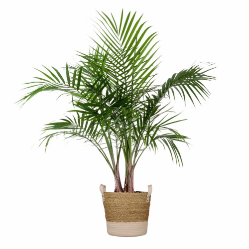 Potted Majesty Palm in Beige and White Wicker Basket Perspective: front
