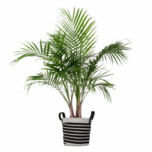 Potted Majesty Palm in Black and White Rope Basket Perspective: front
