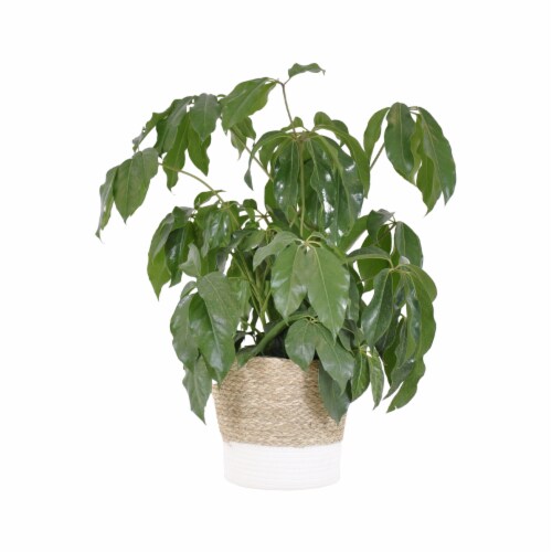 Potted Schefflera Amate in Beige and White Wicker Basket Perspective: front