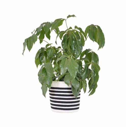Potted Schefflera Amate in Black and White Rope Basket Perspective: front