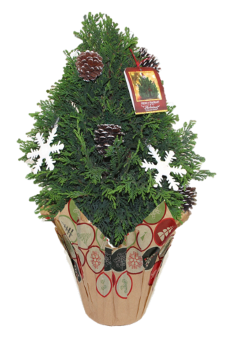 The Pinery #2 Leyland Cypress Deocr Tree Perspective: front