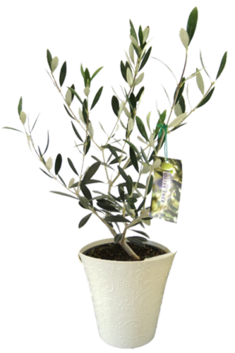 Olive Tree in Colorful Pot Perspective: front