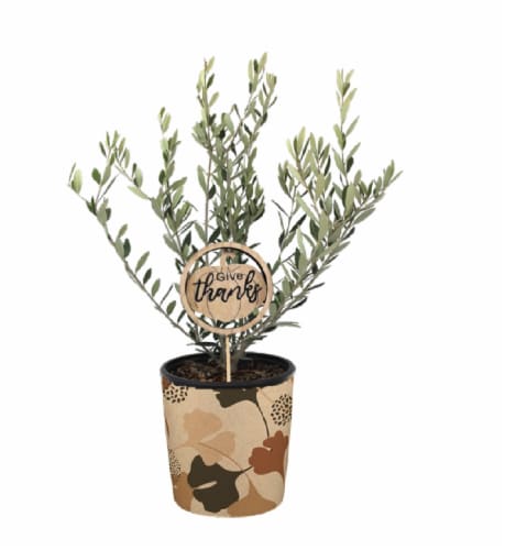 Olive Tree Perspective: front