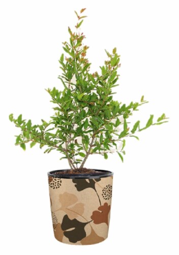 Pomegranate Tree Perspective: front