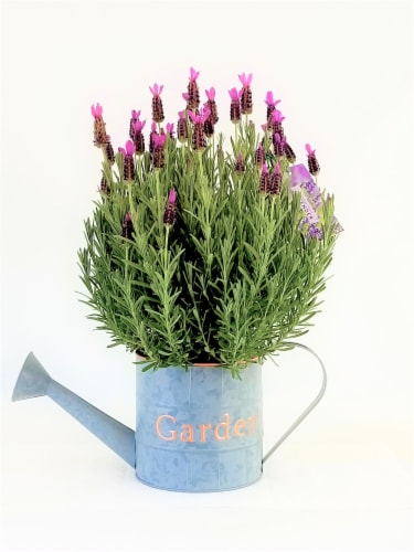 The Pinery Lavender Plant with Decorative Pot Perspective: front