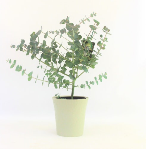 Natural Eucalyptus in Pot Perspective: front