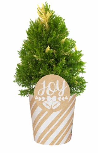 8" Snowcrest Cypress Deco Perspective: front