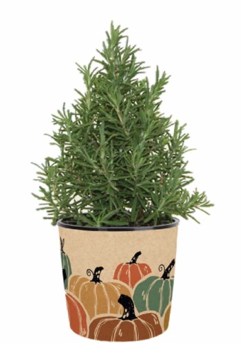 Rosemary Cone Deco Perspective: front