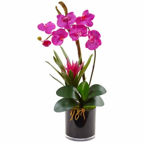 dp black orchid