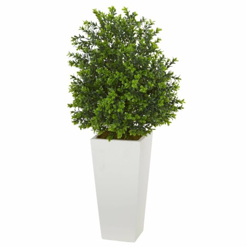 33-in Sweet Grass Plant in White Planter (Indoor/Outdoor) Perspective: front