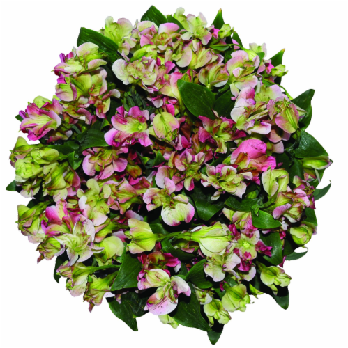 Charmelia Bunch Perspective: front
