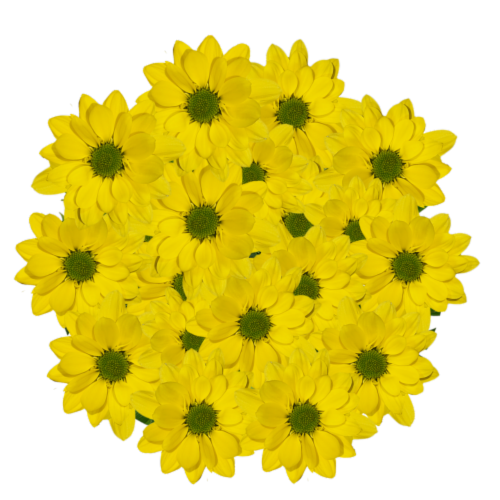 Yellow Daisy Bunch Perspective: front