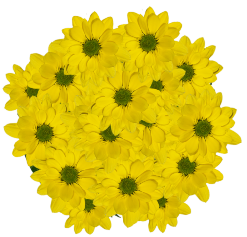 Assorted Daisy Bunches - Yellow Perspective: front