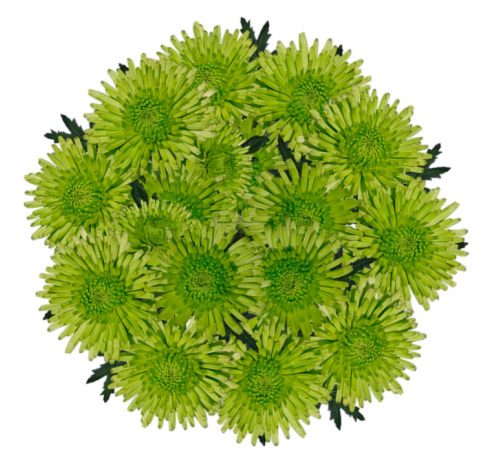 Novelty Pom Bunch Perspective: front