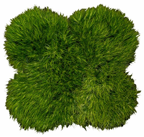Gems Group Inc. Dianthus Kings Ball - Green Perspective: front