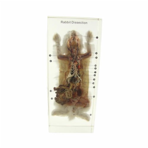 Real Bug 1368364 ED Speldy Dissection Specimen Block - Rabbit Perspective: front