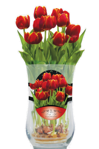 Tulip Curve Plant Vase Perspective: front